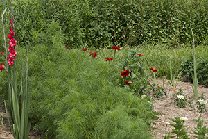 Top Five Community Gardens in Toledo  Photo