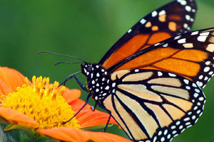 Event Preview: Opening Day at the Butterfly House Photo
