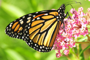 Get Involved with Monarch Butterfly Conservation at the Toledo Zoo Photo