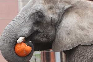 Pumpkin Stomp & Chomp Event at the Toledo Zoo Photo