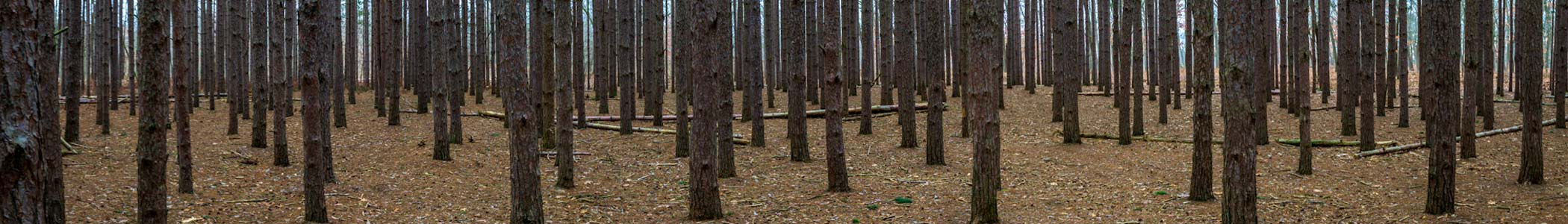 Header Background Photo of Toledo Area