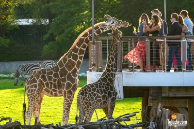 TDC-Zoo-To-Do-09-15-2023-13