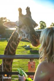 TDC-Zoo-To-Do-09-15-2023-19