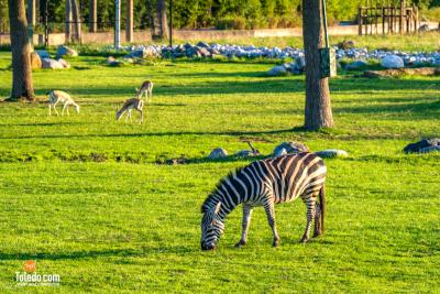 TDC-Zoo-To-Do-09-15-2023-20