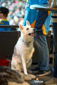 Paws-And-Pucks-Album-2-02-04-2024-05