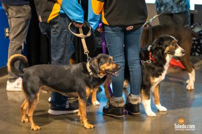 Paws-And-Pucks-Album-2-02-04-2024-31