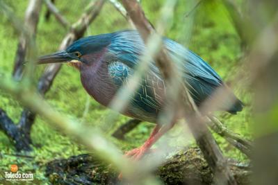 Biggest-Week-2024-26