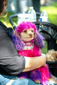 Old-West-End-Festival-2024-TDC-Album-1-58