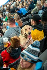 Toledo-Walleye-Paws-And-Pucks-01-26-2025-47