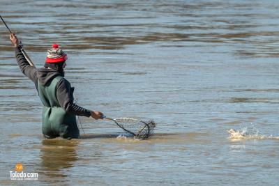 TDC-Maumee-River-Walleye-Run-2025-48
