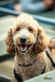 Hens-And-Hounds-06-10-2025-59