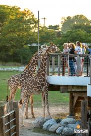 TDC-Zoo-To-Do-09-19-2025-040