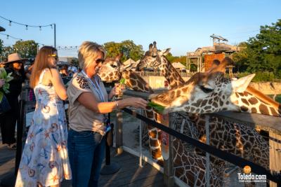 TDC-Zoo-To-Do-09-19-2025-042