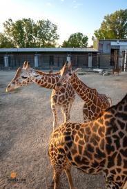 TDC-Zoo-To-Do-09-19-2025-045