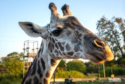 TDC-Zoo-To-Do-09-19-2025-049