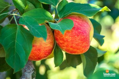 MacQueens-Apple-Butter-Festival-10-04-2025-45