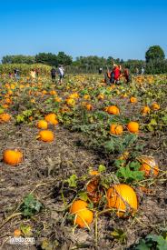 MacQueens-Apple-Butter-Festival-10-04-2025-55