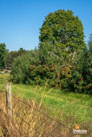 MacQueens-Apple-Butter-Festival-10-04-2025-57