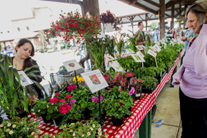Flower Day Weekend  Photo
