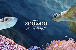 ZOOtoDO: Beneath the Surface Photo
